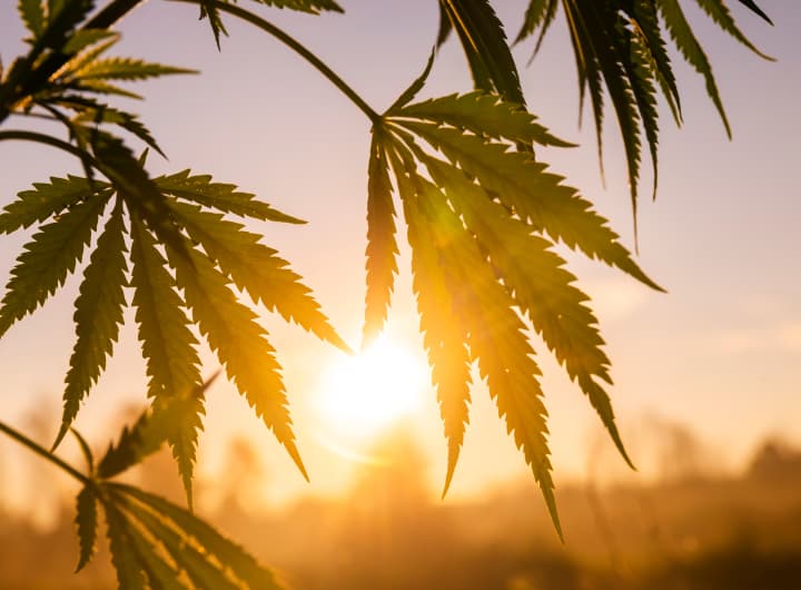 photo with marijuana leaves in focus and the sun setting in the background
